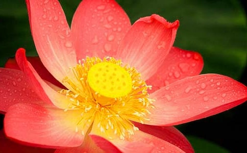 荷花讀后感